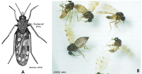 그림 2-1. 등에모기(성충)의 외부형태(A)와 성충무리(B)