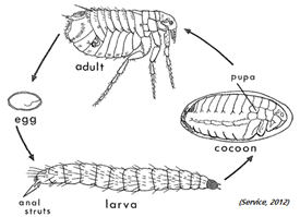 그림 3-3. 벼룩의 생활사
