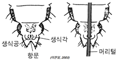 그림 4-3. 이(암컷)의 배 끝부분(배면)