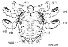 그림 4-4. 사면발이(배면)의 형태