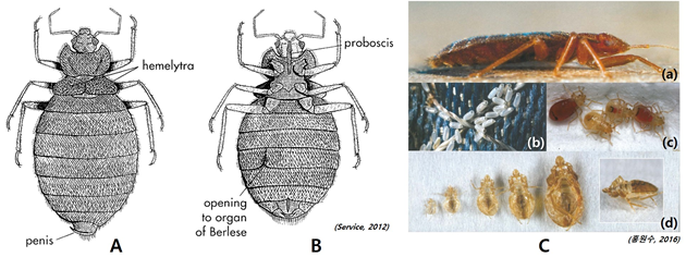 그림 -1. 빈대의 형태. (A)수컷(등면); (B)암컷(배면). (C)발육단계별 형태. (a)성충; (b)알; (c)1령 약충; (d)단계별 탈피각