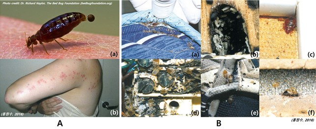 그림 1-3. 빈대의 물림과 다양한 서식처. (A)빈대의 물림. (a)흡혈중인 빈대의 일종; (b)빈대에게 일렬로 물린 팔. (B)다양한 빈대 서식처 및 징후. (a)매트리스; (b)나무 구멍; (c)나무로 만든 가구(서랍장); (d)전기시설(전화선 소켓); (e)의류 및 소품(운동화); (f)벽 틈