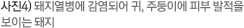 사진4) 돼지열병에 감염되어 귀, 주둥이에 피부 발적을 보이는 돼지