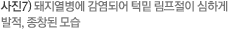 사진7) 돼지열병에 감염되어 턱밑 림프절이 심하게 발적, 종창된 모습
