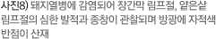 사진8) 돼지열병에 감염되어 장간막 림프절, 얕은샅 림프절의 심한 발적과 종창이 관찰되며 방광에 자적색 반점이 산재
