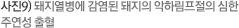 사진9) 돼지열병에 감염된 돼지의 악하림프절의 심한 주연성 출혈