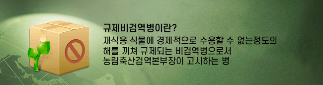 규제비검역병이란? 재식용 식물에 경제적으로 수용할 수 없는 정도의 해를 끼쳐 규제되는 비검역병으로서  농림축산검역본부장이 고시하는 병