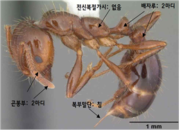 붉은불개미 형태