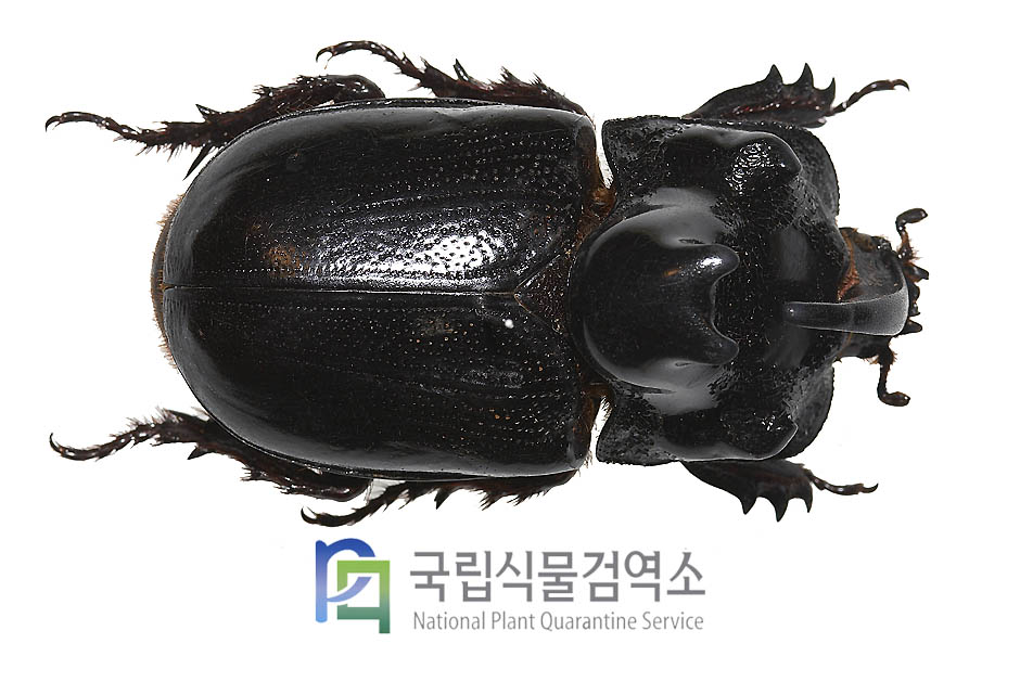 마르타바니장수풍뎅이(Trichogomphus martabani)