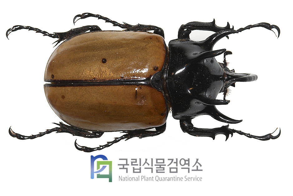 오각뿔장수풍뎅이(Eupatorus gracillicornis)