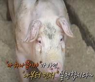 SBS모닝와이드 '비상주의보 아프리카돼지열병'