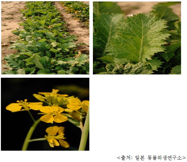 갓 Leaf mustard (Brassica juncea (L.) Czern.)