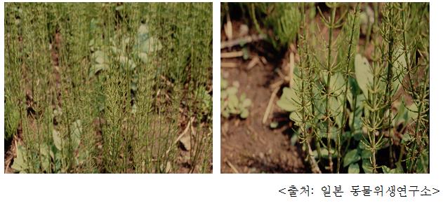 개쇠뜨기 Marsh horsetail (Equisetum palustre L.)