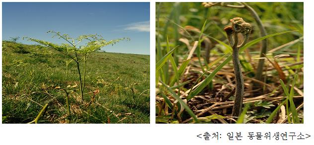 고사리 Bracken, bracken fern (Pteridium)