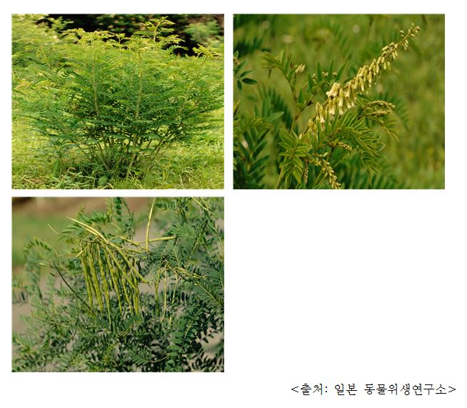 고삼 Sophora root (Sophora flavescens Ait)