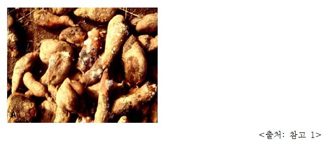 곰팡이 핀 고구마 Moldy sweet potato (Moldy Ipomoea batatas (L.) Lam.)