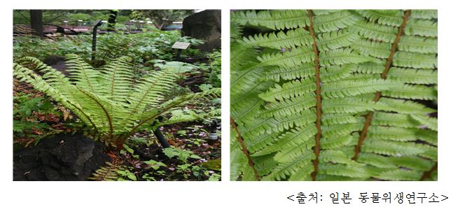 관중 Japanese male fern, crown wood fern (Dryopteris crassirhizoma Nakai)