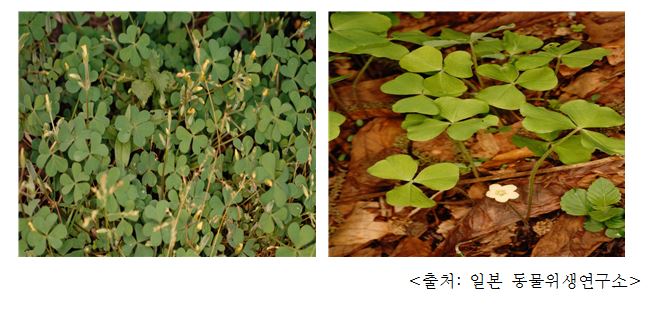 괭이밥 Sorrel (Oxalis corniculata L.)