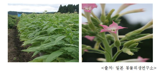 담배 Tobacco (Nicotiana tabacum L.)