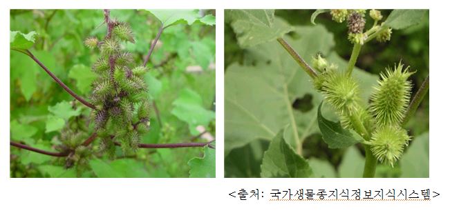 도꼬마리 Cocklebur (Xanthium strumarium L.)