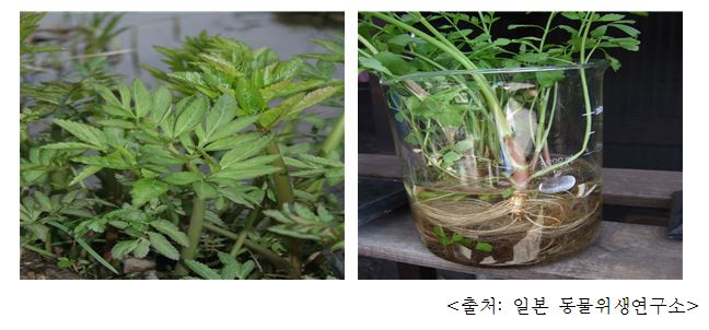 독미나리 Water hemlock (Cicuta virosa L.)