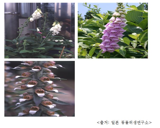 디기탈리스 Foxglove (Digitalis purpurea L.)