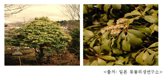 마취목 Japanese pieris (Pieris japonica)