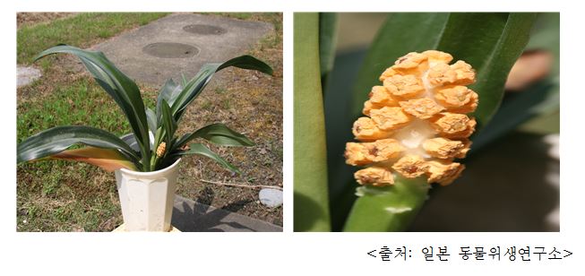 만년청 Japanese rhodea (ohdea japonica (Thunb.) Roth)