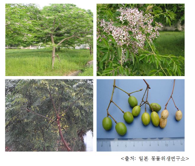 멀구슬나무 Chinaberry, white cedar, Texas umbrella (Melia azedarach Linn.)