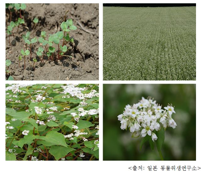 메밀 Buckwheat (Fagopyrum esculentum Moench.)