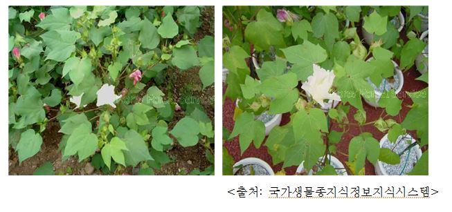 목화 Cotton (Gossypium indicum Lam.)