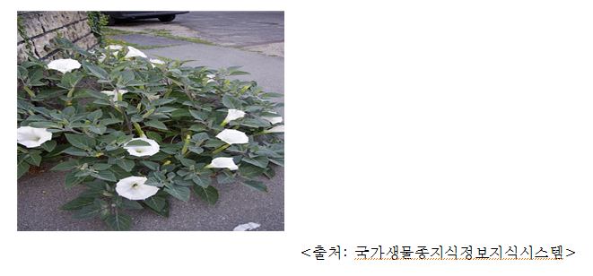 미국 흰독말풀 Thornapple, sacred datura (Datura meteloides DC. ex Dunal)