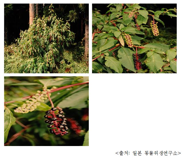 미국자리공 Pokeweed (Phytolacca americana L.)