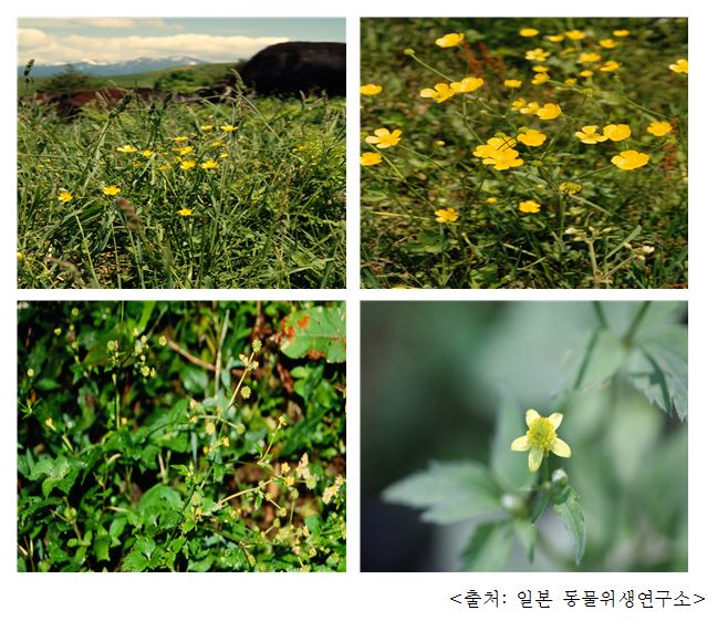 미나리아재비 Buttercup, crowfoot (Ranunculus japonicus Thunb.)