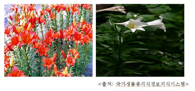 백합 Lily (Lilium longiflorum Thunb.)