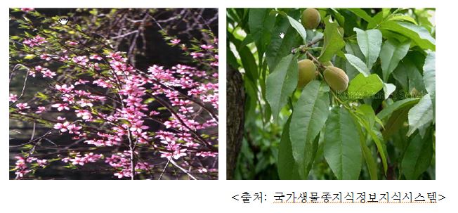 복사나무 Peach tree (Prunus persica (L.) Batsch)