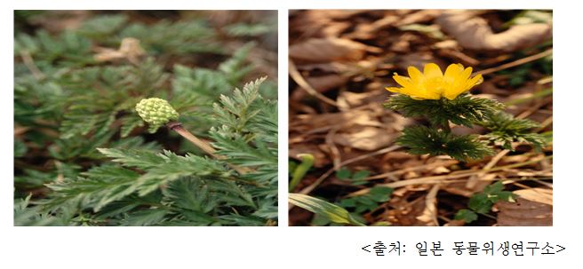 복수초 Adonis (Adonis amurensis Regel & Radde)