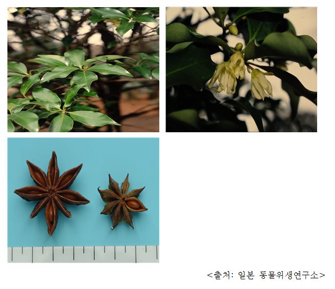 붓순나무 Japanese star anise, Japanese evergreen tree (Illicium religiosum)