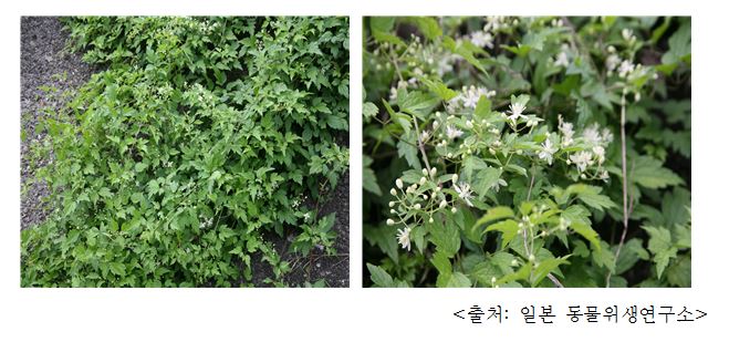 사위질빵 Clematis (Clematis apiifolia DC.)