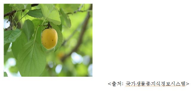 살구나무 Apricot tree (Prunus spp, Prunus armeniaca)