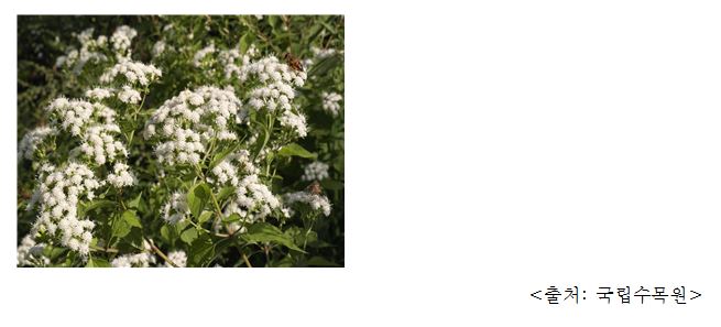 서양등골나무 White snakeroot, ageratina altissima (Eupatorium rugosum)