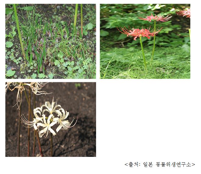 석산 Spider lily (Lycoris radiata Herb.)