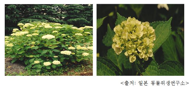 수국 Japanese hydrangea (Hydrangea macrophylla Ser. f. macrophylla)