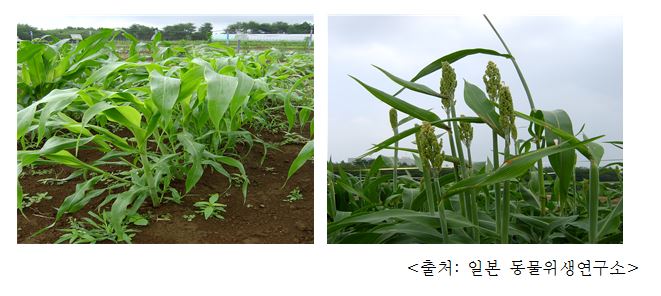 수수 Sorghum, sorgo (Sorghum bicolor (L.) Moench)