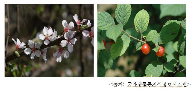 앵두나무 Cherry tree (Prunus tomentosa)