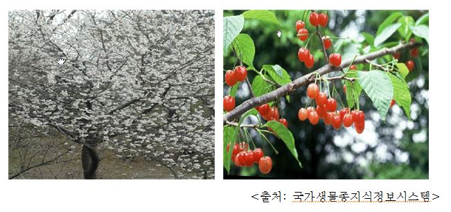 양벚나무 Sweet cherry, bird cherry, mazzard, gean (Prunus avium L.)