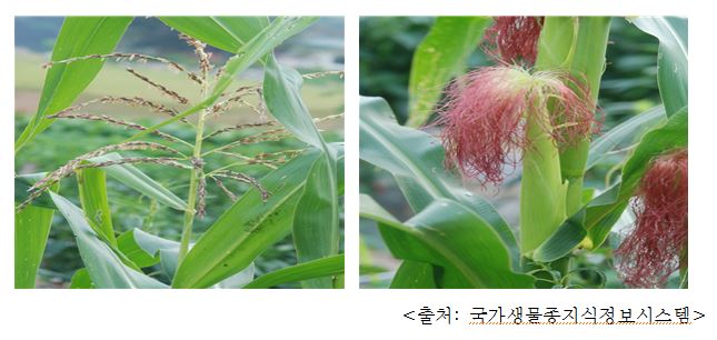 옥수수 Corn (Zea mays)