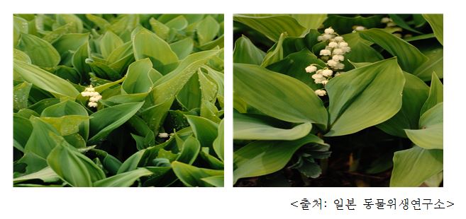 은방울꽃 Lily of the valley (Convallaria keiskei Miq.)