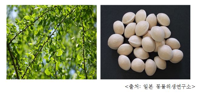 은행나무 Maidenhair tree, ginkgo (Ginkgo biloba L.)