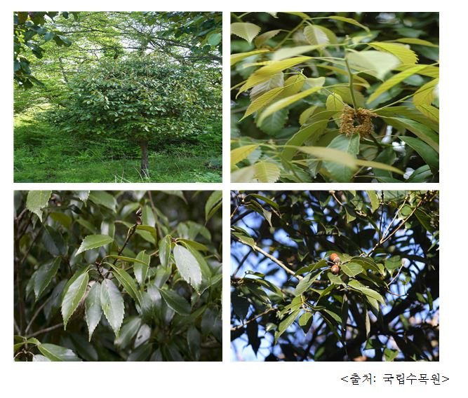 종가시나무 Ring-cupped oak (Quercus glauca)